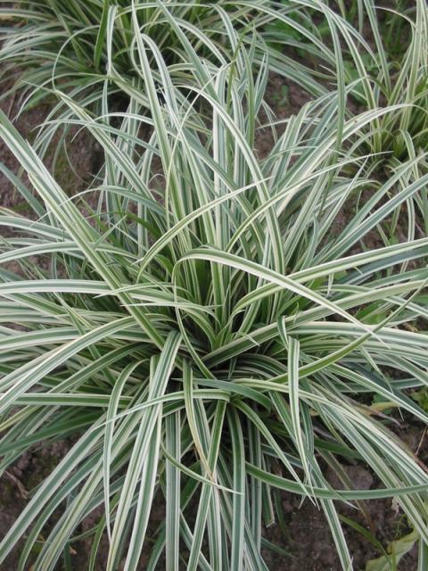 Carex  'Silver Sceptre'