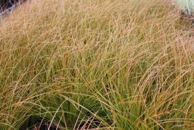 Carex testacea ('Prairie Fire')  2l.