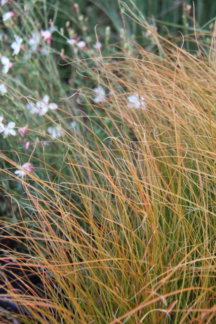 Carex testacea ('Prairie Fire')