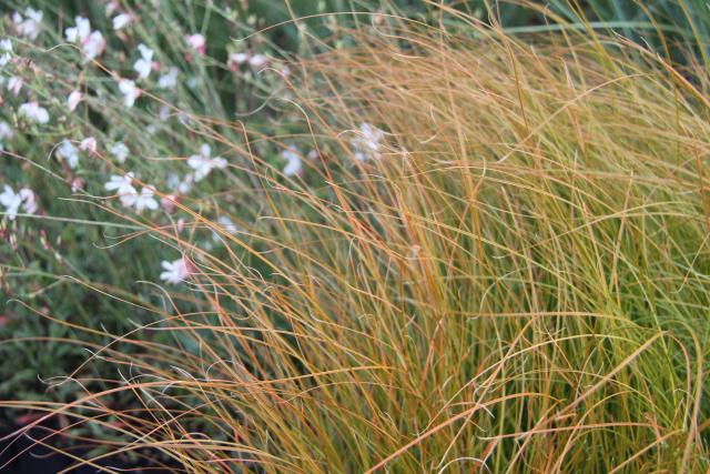 Carex testacea ('Prairie Fire')