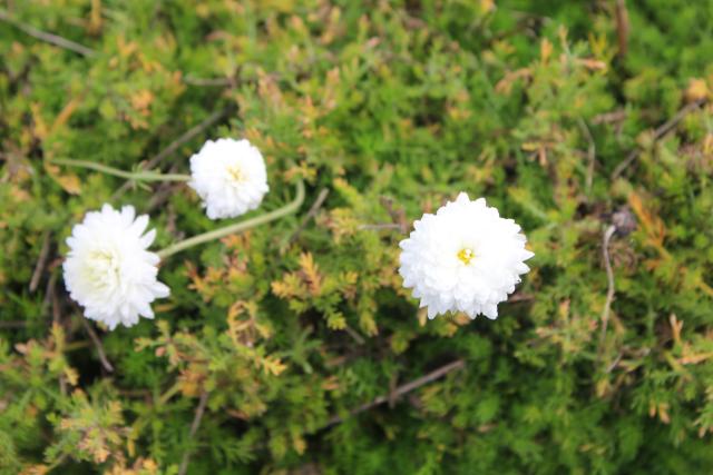 Chamaemelum nobile 'Ligulosum'