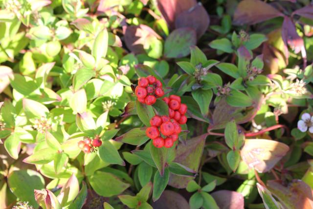 Cornus canadensis Verhulst Van Ryckeghem