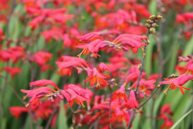 Crocosmia  'Emberglow'