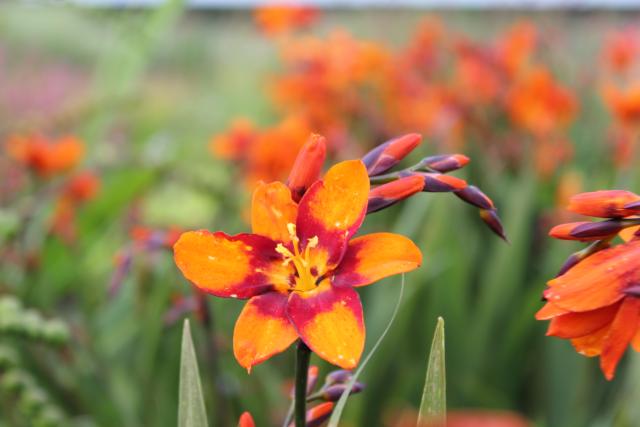 Crocosmia  'Emily Mc Kenzie'