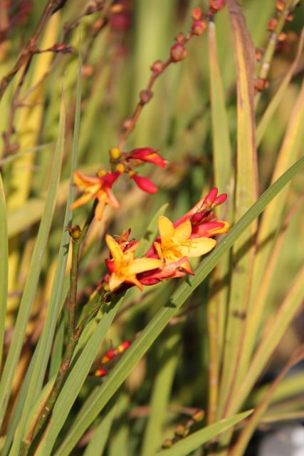 Crocosmia 'Jackanapes'