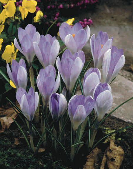 Crocus tommasinianus