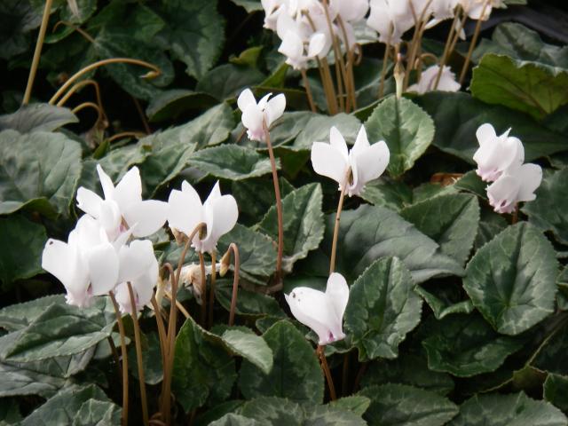 Cyclamen hederifolium 'White Pearls'