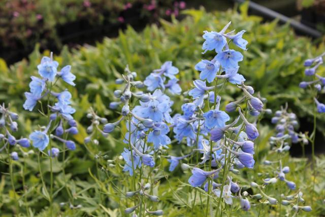 Delphinium belladonna Cliveden Beauty