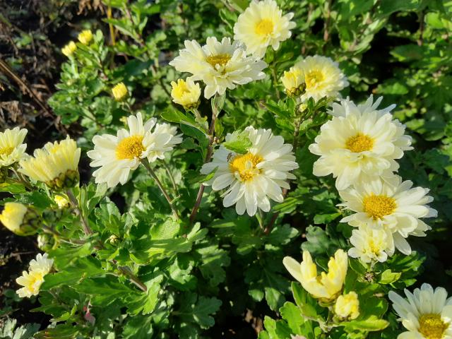 Dendranthema indicum (x) 'Poesie' (Chrysanthemum)