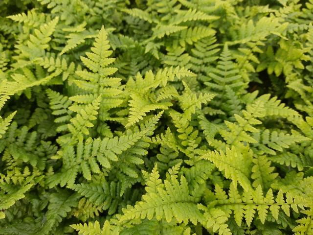 Dryopteris affinis