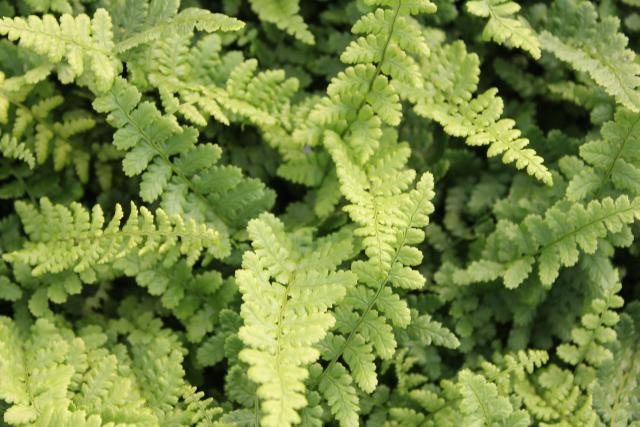 Dryopteris affinis 'Pinderi'