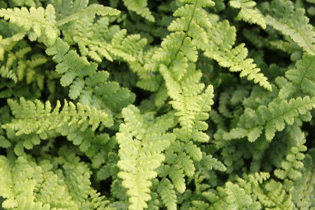 Dryopteris affinis 'Pinderi'