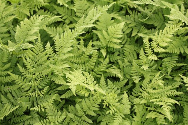 Dryopteris carthusiana