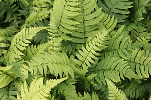 Dryopteris cycadina (atrata)