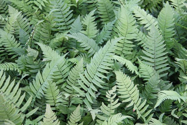 Dryopteris cycadina (atrata)