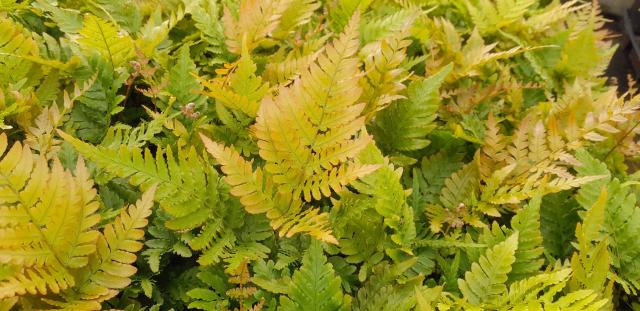 Dryopteris erythrosora