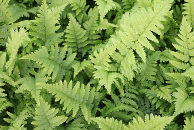 Dryopteris filix-mas