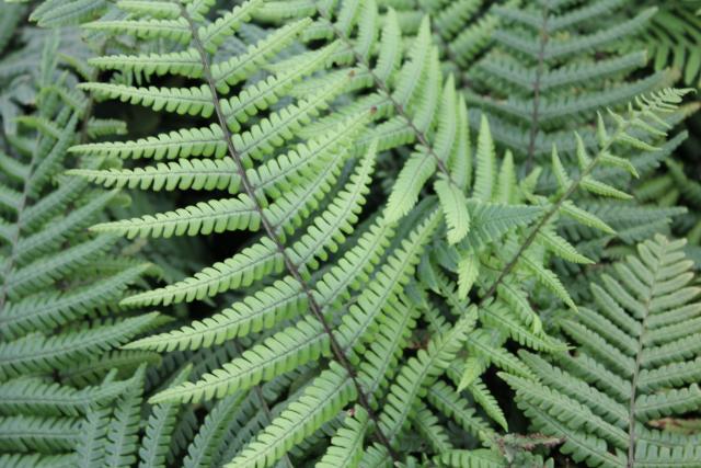 Dryopteris wallichiana