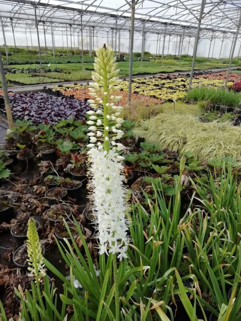 Eremurus himalaicus 3l.