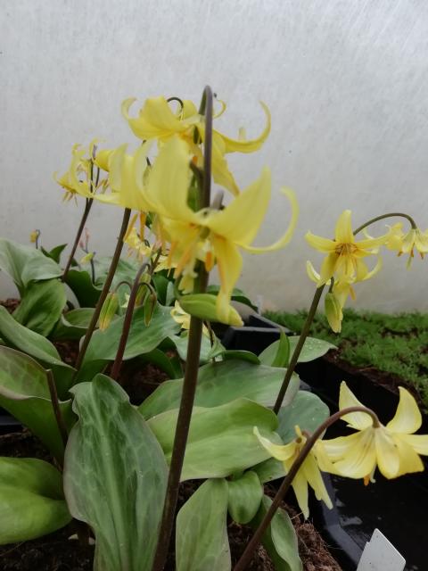 Erythronium 'Pagoda'