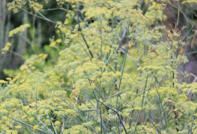 Foeniculum vulgare