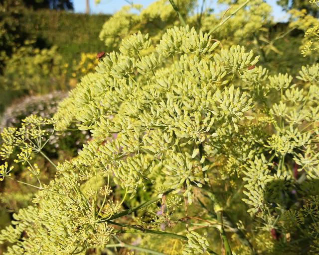 Foeniculum vulgare