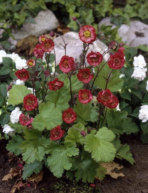 Geum rivale 'Flames of Passion' ®