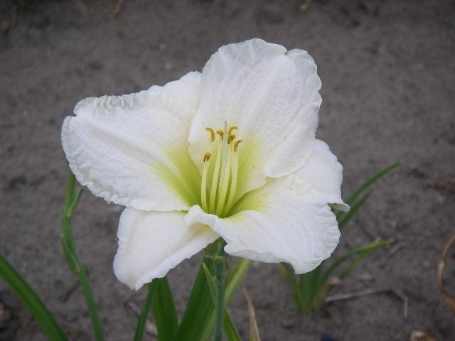 hemerocallis ice carnival Hemerocallis 'wild horses', daylily 'wild horses'