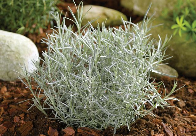 Helichrysum italicum 'Dwarf Curry'