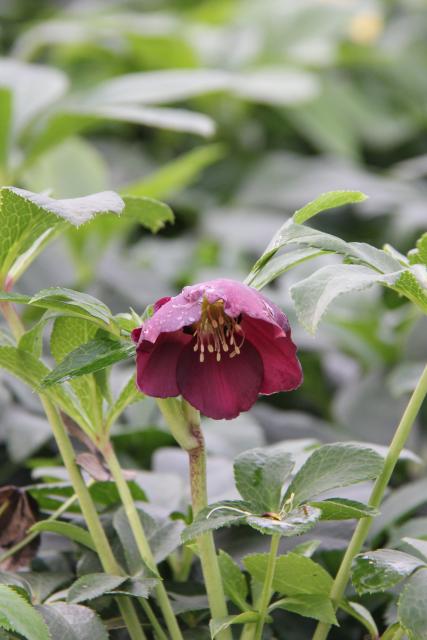 Helleborus orientalis 'Pretty Ellen Purple'