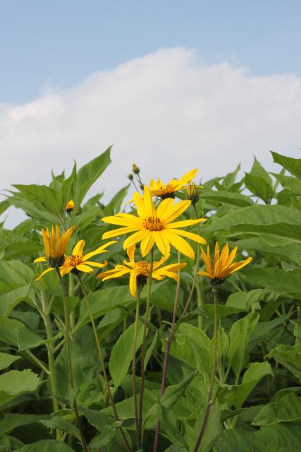 Helianthus tuberosus