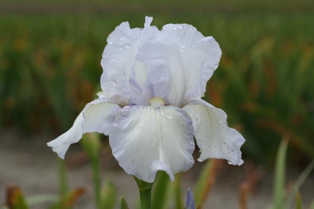 Iris germanica 'English Cottage'
