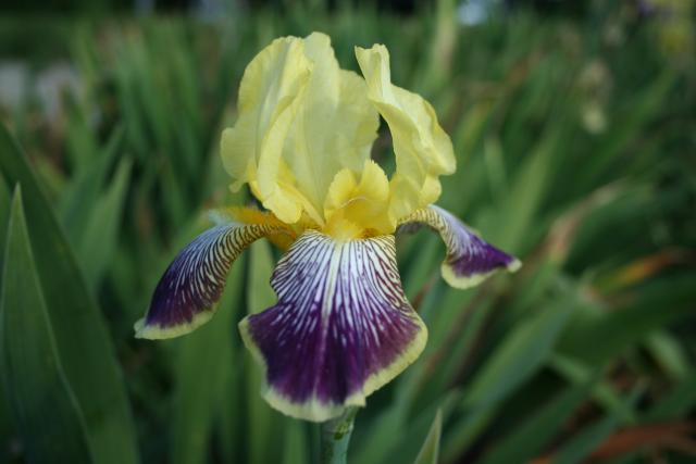 Iris germanica 'Nibelungen'