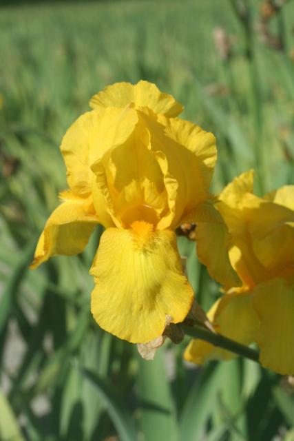 Iris germanica 'Ola Kala'