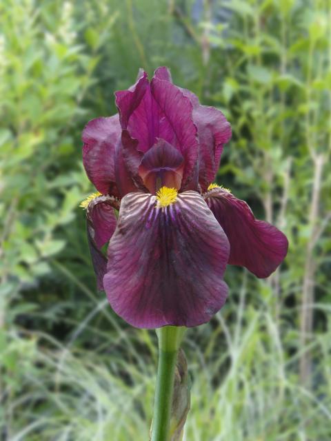 Iris germanica 'Red Orchid'