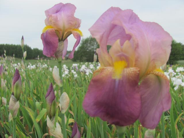 Iris germanica 'Rosa'
