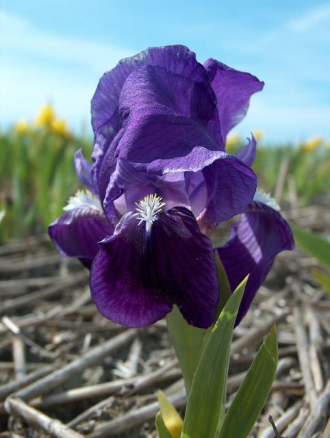 Iris pumila 'Azurea'