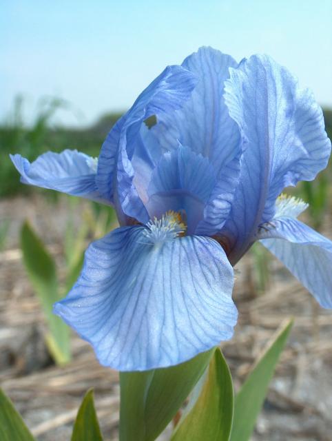 Iris pumila 'Blue Demin'
