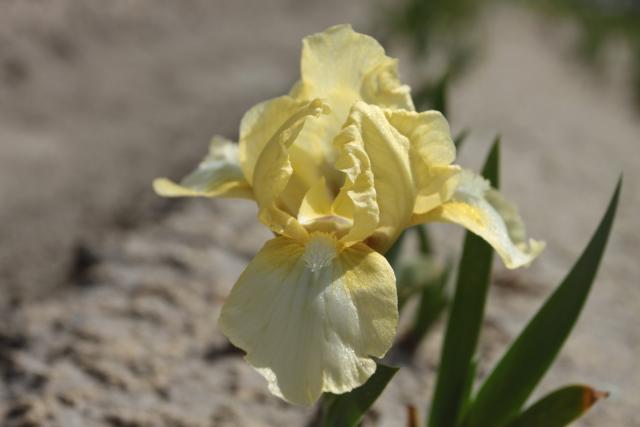 Iris pumila 'Green Little'