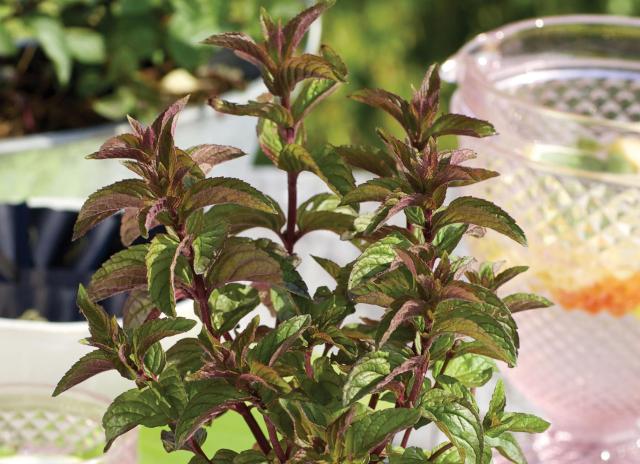 Mentha piperita (x) 'Chocolate'