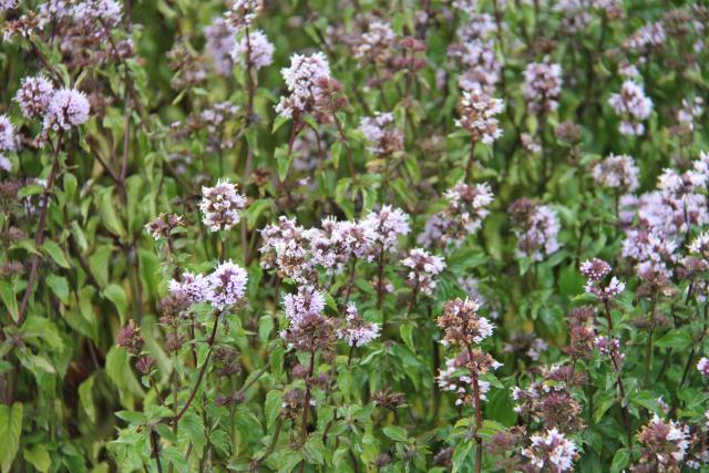 Mentha piperita (x) Citrata'