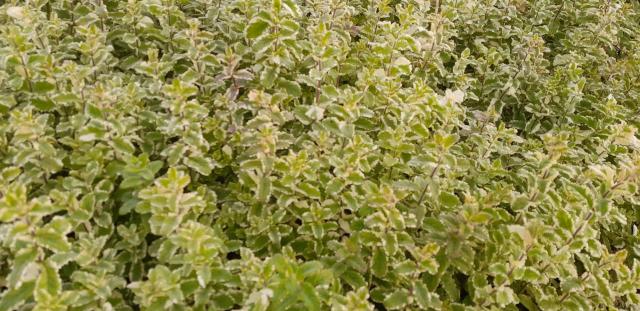 Mentha rotundifolia 'Variegata'