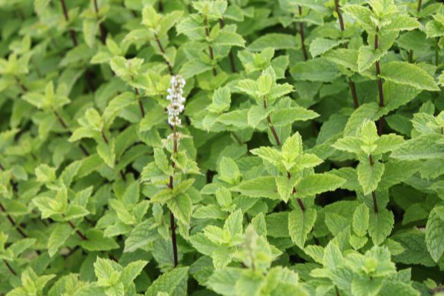 Mentha spicata 'Moroccan'