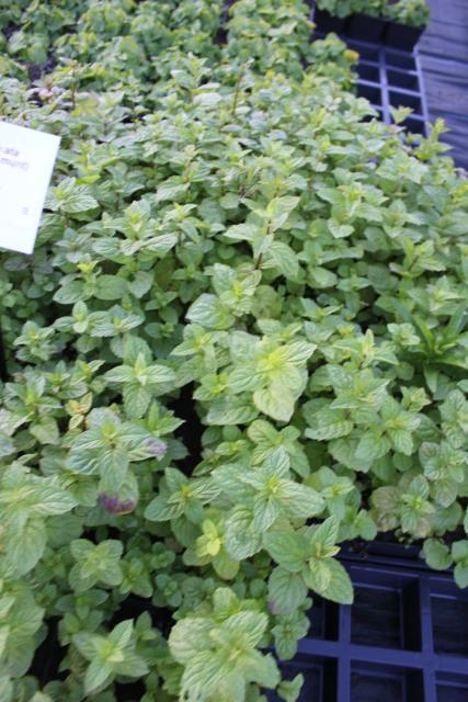 Mentha spicata