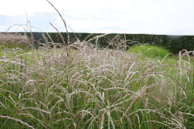 Miscanthus sinensis 'Flamingo'