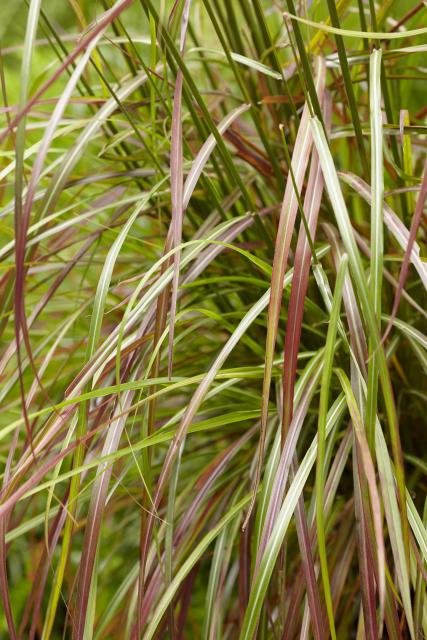 Miscanthus sinensis 'Ruby Cute' ®