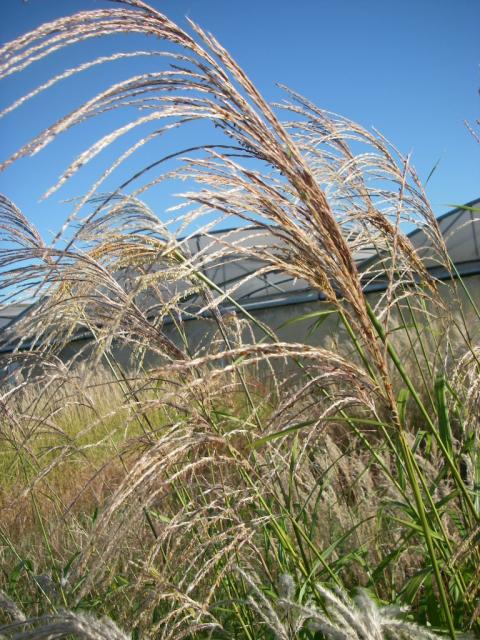 Miscanthus sinensis 'Silberfeder'