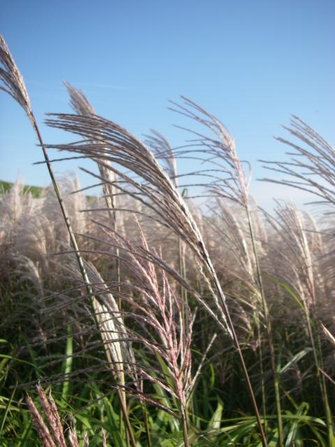 Miscanthus sinensis 'Silberfeder'