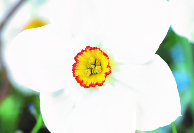 Narcissus  'Actaea'