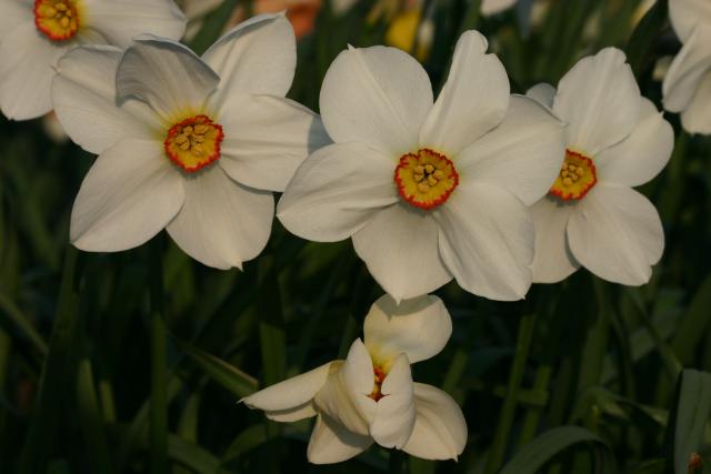 Narcissus  'Actaea'